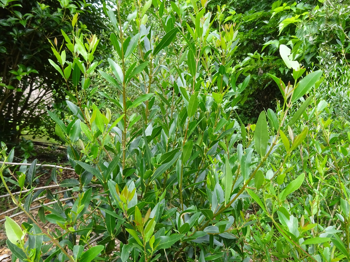 Phillyrea x emporitana (Oleaceae)